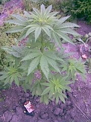 G13 x Haze [Seedsman seeds]