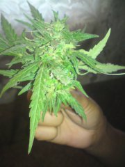 Little Russian auto