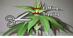 суперкроппинг Lst scrog sog14