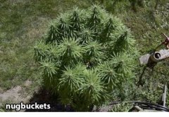 суперкроппинг Lst scrog sog21