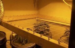 суперкроппинг Lst scrog sog7
