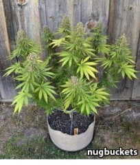 суперкроппинг Lst scrog sog18