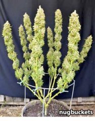 суперкроппинг Lst scrog sog20