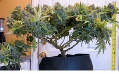 суперкроппинг Lst scrog sog4