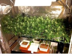 суперкроппинг Lst scrog sog13
