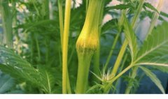 суперкроппинг Lst scrog sog5