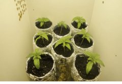суперкроппинг Lst scrog sog6
