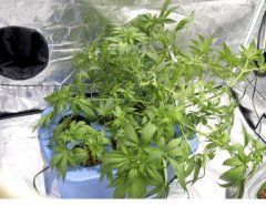 суперкроппинг Lst scrog sog2