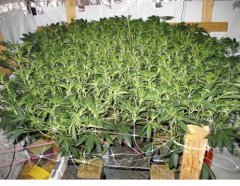 суперкроппинг Lst scrog sog8