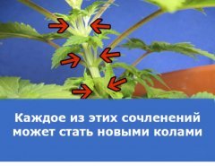 суперкроппинг Lst scrog sog3