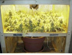 суперкроппинг Lst scrog sog10