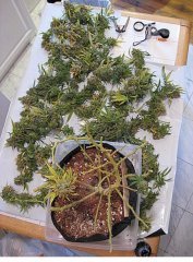 суперкроппинг Lst scrog sog24