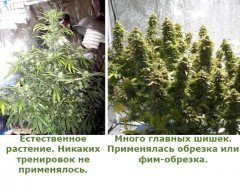 суперкроппинг Lst scrog sog15