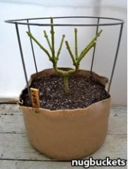 суперкроппинг Lst scrog sog17