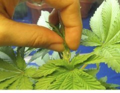суперкроппинг Lst scrog sog16
