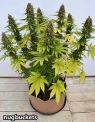 суперкроппинг Lst scrog sog19