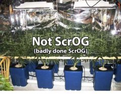 суперкроппинг Lst scrog sog12