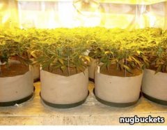 суперкроппинг Lst scrog sog22