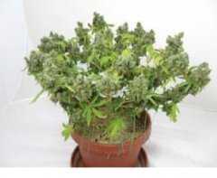 суперкроппинг Lst scrog sog23