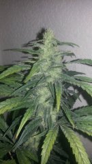 Nevelli Critical Haze 2.0- месяц цвета