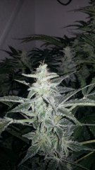 Pineapple Express