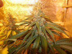 night queen сзади white berry