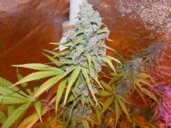 Star47 9week flower