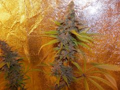 Afgan kush 9week flower