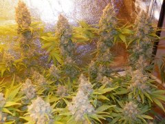 Blueberry