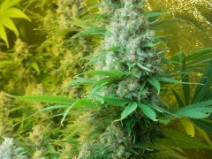 Blueberry