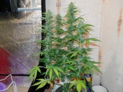 Grape muerto