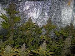 Pakistan valley8 week flower