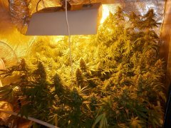74 day