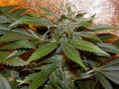 Jack Herer GHS 4week flover