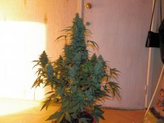 Amnesia auto dinafem