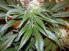 WW Nirvana 4week flover