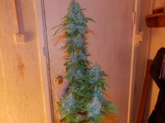 moby dick