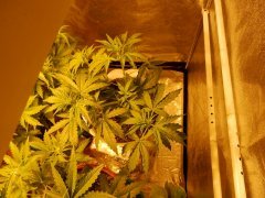 Grape muerte(barny farms)