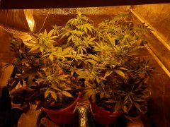 AK, Moby dick, Amnesia,автоматы. 25-27дней