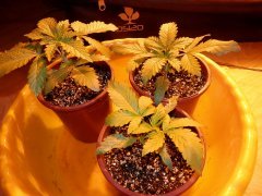 Pakistan valey.Star47.Afgan kush.(World Of seesds) 2weeks