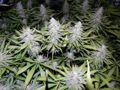 Afgan kush