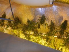 Hawaiian snow