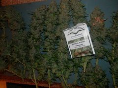Blueberry