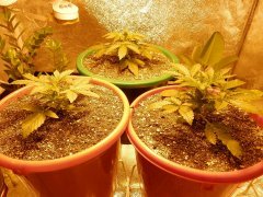 autoAK,Moby dick(auto),Amnesia(auto)