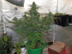 Moby dick