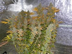 Jack Herer GHS
