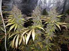 Afgan kush 10week flofer Dark