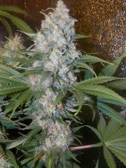Blueberry