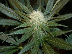 SLH 4week12h