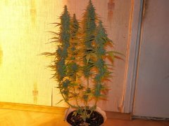 Grape muerte BarnyFarms